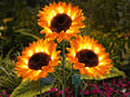 Girassol FlowerPlus Encantado - [Carregamento Solar]