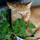 Sementes de Erva de Gatos Catnip 500 sementes