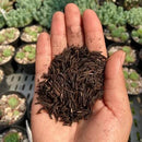 Casca de Arroz Carbonizada (CAC) 50L